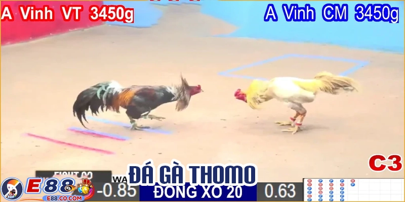 Xem và cược đá gà Thomo trực tuyến tại E88