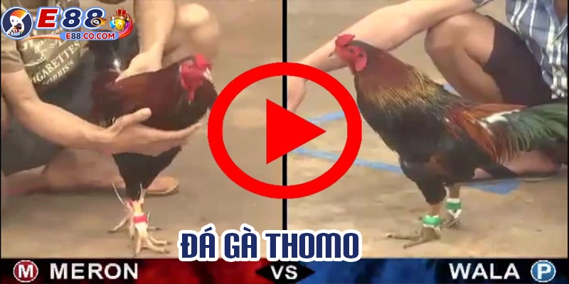 Những ưu điểm khi xem và cược đá gà thomo tại E88